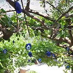 Aparthotel Lacivert Boutique Selimiye (Aegean)